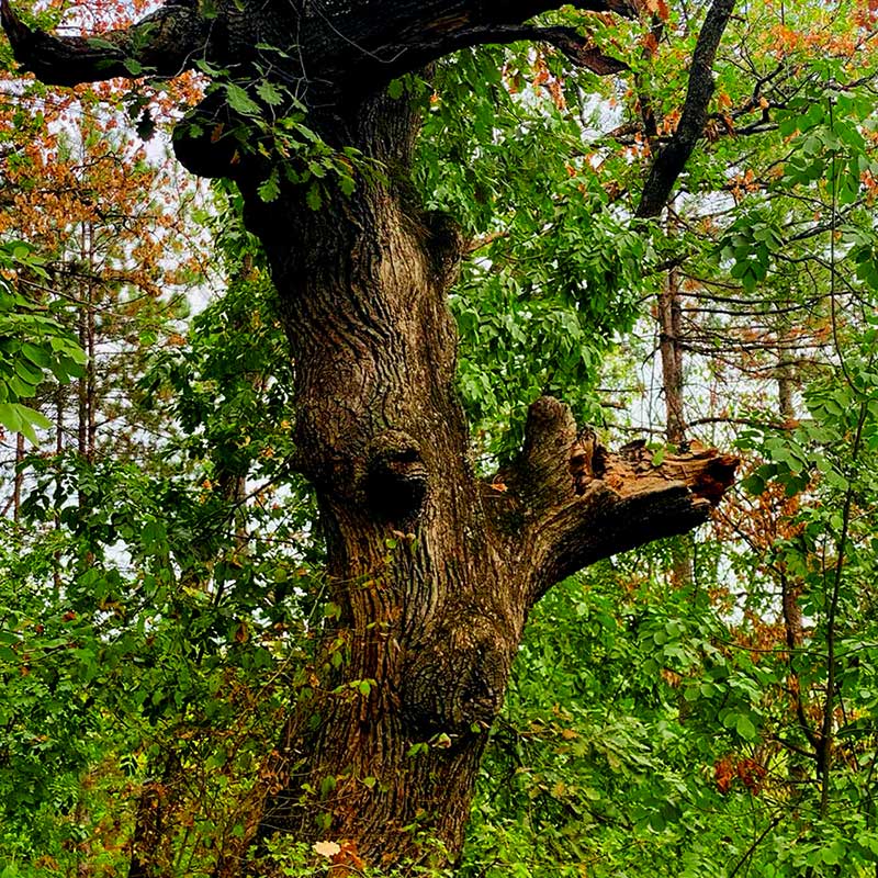 Aktivacija imuniteta i fitoncidi romantična Fruška gora vikend za dvoje u prirodi