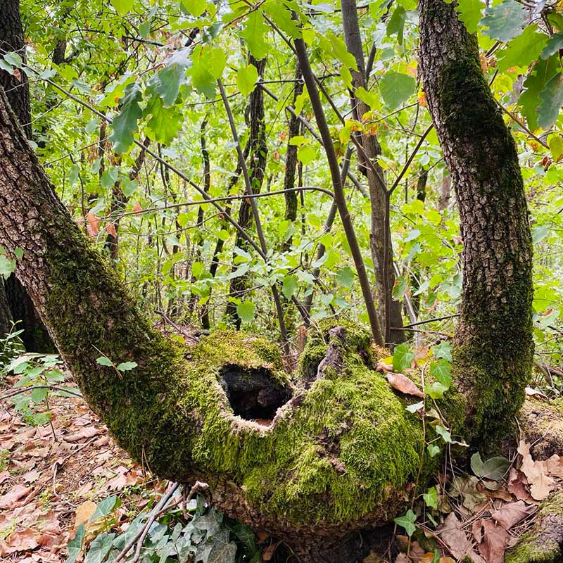 Hormonski anti-aging efekat romantična Fruška gora vikend za dvoje u prirodi