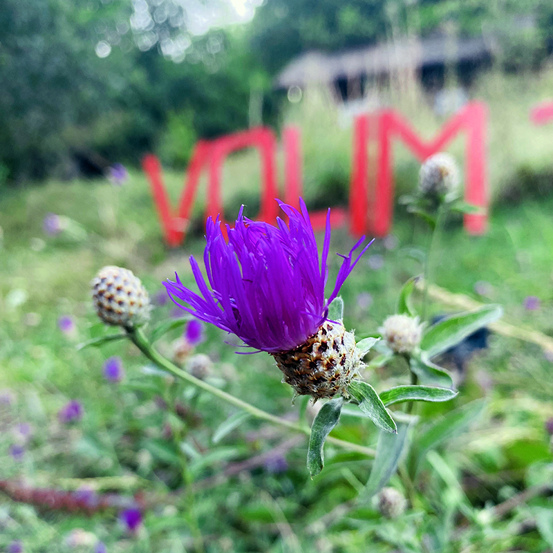 wellness pokret Srbije